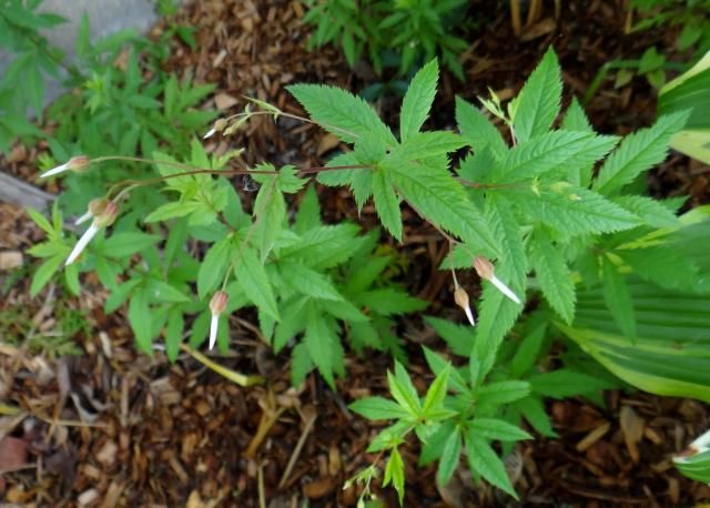 Gillenia trifoliata Bowman's Root 6-21-14 Year two plants from seed. photo GilleniatrifoliataBowmansRoot6-21-14C.jpg